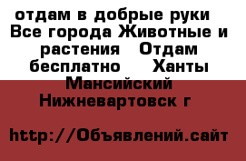 отдам в добрые руки - Все города Животные и растения » Отдам бесплатно   . Ханты-Мансийский,Нижневартовск г.